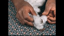 1800s: Hands Pulling Apart Cotton Plant.