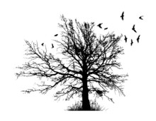 Realistic Illustration With Silhouettes Of Three Birds - Crows Or Ravens Sitting On Tree Branch Without Leaves And Flying, Isolated On White Background - Vector
