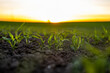 Backlit young maize seedling growing on corn field in spring.