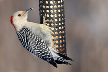 Red Bellied Woodpeckers Both Male And Female Around Feeder And Flying And Resting On Branch On Winter Day
