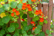 Orange Nasturtium flower Tropaeolum majus is edible and makes an attractive ground cover.