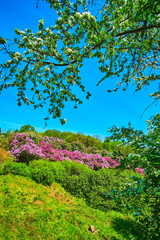 Poster - The spring time in Kyiv Botanical Garden, Ukraine