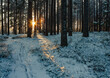 Sunset in the winter forest.