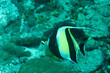 pesce idolo moresco, Zanclus cornutus, mentre nuota nella barriera corallina