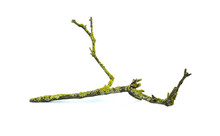 Dry Bare Tree Branch Covered With Yellow Lichen Isolated On A White Background.
