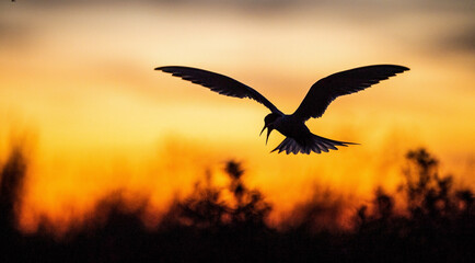 Wall Mural - Silhouette of flying common tern. Flying common tern on the red sunset sky background. Scientific name: Sterna hirundo. natural habitat. Russia. Ladoga Lake.