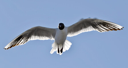 Wall Mural - Black-headed Gull (Larus ridibundus) in flight on the blue sky background.  Front. Backlit.