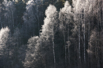  Frosty solar morning. Against a dark background the woods the birches decorated with scintillating hoarfrost is allocated.