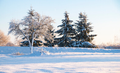 beautiful winter landscape, apple tree and tall Christmas trees on a sunny winter frosty day