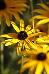 Wall Mural - yellow flower 