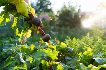 beet harvest in the hands of the farmer, gardening and agriculture, environmentally friendly products dug out of the garden