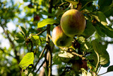 Fototapeta Dmuchawce - apples on a tree