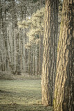 Fototapeta Dmuchawce - Trees in Winter