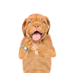 Poster - Happy dog points to wristwatch. isolated on white background