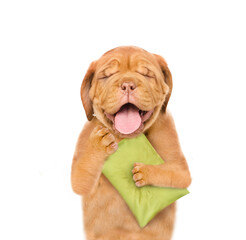 Poster - Yawning Mastiff puppy holds a pillow.  isolated on white background