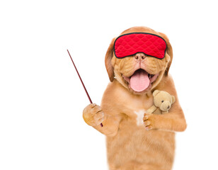 Poster - Yawning Mastiff puppy wearing mask for sleep hugs favorite toy bear and pounts away on empty space.  isolated on white background