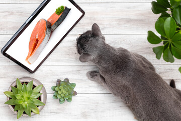 Russian blue cat lies on floor and looking in ipad.