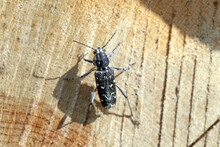 A Wood-boring Forest Insect, The Gray Tiger Longicorn Beetle - Xylotrechus Rusticus , Family: Cerambycidae.