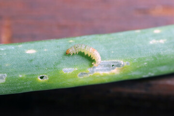 Wall Mural - Caterpillars of leek moth or onion leaf miner Acrolepia assectella family Acrolepiidae. It is Invasive species a pest of leek crops. Larvae feed on Allium plants by mining into the leaves or bulbs