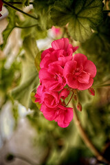 Wall Mural - Gardening, beautiful pink geranium plowers on the plant