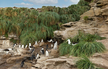 Wall Mural - colony of southern rockhopper penguins with black-browed albatrosses in falkland islands