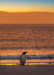Wall Mural - gentoo penguin at sunset in falkland islands