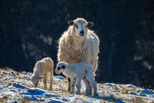 Cute Newborn Lambs On A Farm - Close Up - Early Spring
