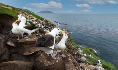 Wall Mural - black-browed albatrosses on the coast of the falkland islands