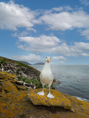 Wall Mural - black-browed albatross on a rock in the falkland islands