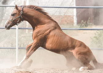 Wall Mural - The red sport horse gets up from the ground