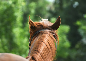 Wall Mural - Emotions of horse. Funny red horse