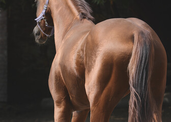 Wall Mural - Back of the red horse sports horse on black background