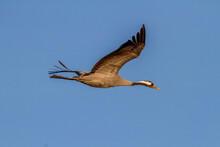An Adult Common Crane (Grus Grus) Flies Over A Blue Sky