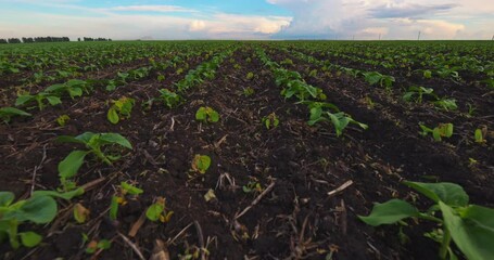 Fototapete - Agriculture, Green Field Young Sunflower on a Farm in the Spring. Landscape, Nature, Blue Sky White Clouds Aerial in Slow motion. Farmland, Cultivation Plants Crop.