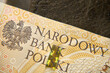 banknot w przybliżeniu ,polski złoty	