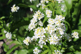 Fototapeta Pomosty - white flowers in the garden
