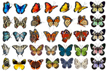 Vector Set Of Colorful Butterflies.Big Vector Collection Of Multicolored Bright Butterflies On A Transparent Background.