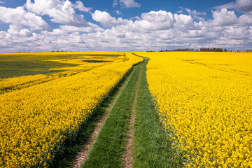 Canvas Print - Amazing yellow rape fields. Agriculture in Poland.