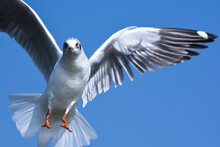 Seagull In The Sky. Wild Bird. Wildlife Photography
