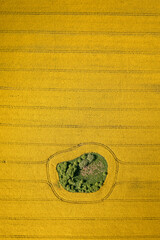Poster - Yellow raps flowers in Poland countryside. Aerial view of nature