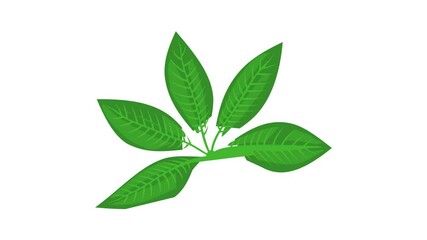 Poster - Plant leaf icon animation best cartoon object on white background