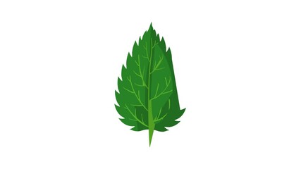 Poster - Nettle leaf icon animation best cartoon object on white background