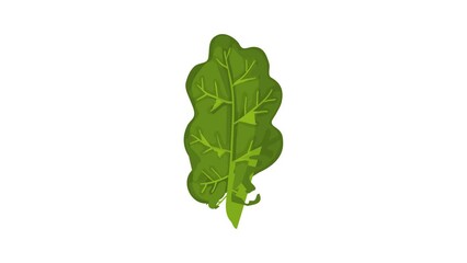 Poster - Green oak leaf icon animation best cartoon object on white background