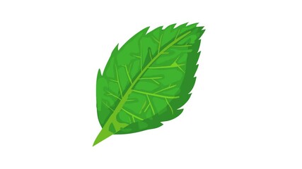 Poster - Birch leaf icon animation best cartoon object on white background