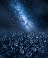Wall Mural - sunflower field at night and milky way. agriculture by night.