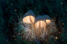 Glowing Magic Mushrooms On Tree In Dark Forest With Fireflies