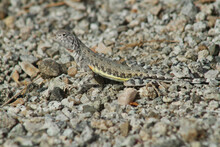The Mottled Color Pattern Of This Zebra-Tailed Lizard (Callisaurus Draconoides) Helps It Blend Into The Pebbles And Rocks Of The Desert. 