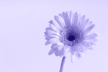 Delicate Single Gerbera Flower In The Morning Dew. Monochrome Image. Isolated On Background. Copy Space.
