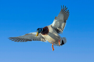 Sticker - The Mallard - wild duck (Anas platyrhynchos) in flight