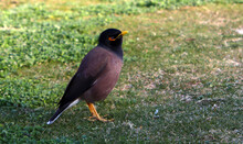 The Common Myna Close Up Photo. Cute Little Bird With Yellow Beak. Birds Of Middle East. 